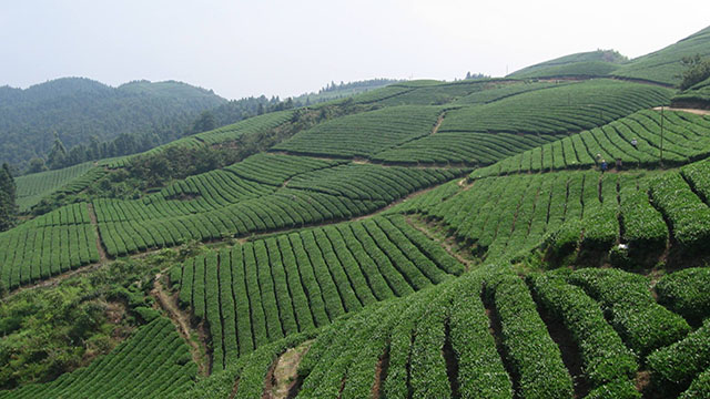 茶葉基地標(biāo)題四