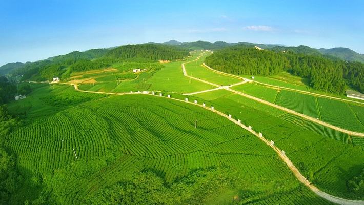 茶葉基地標(biāo)題五
